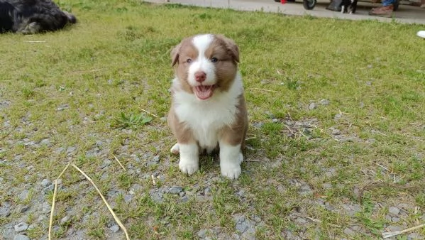 Cuccioli Pastore Australiano con pedigree  | Foto 5