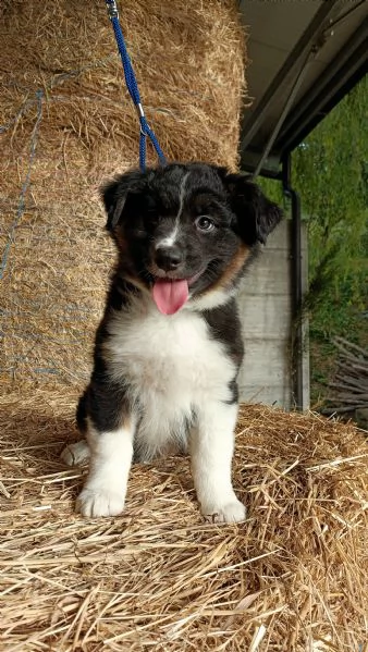 Cuccioli Pastore Australiano con pedigree 