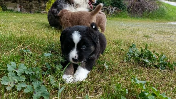 Cuccioli Pastore Australiano con pedigree  | Foto 4