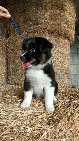 Cuccioli Pastore Australiano con pedigree  | Foto 3