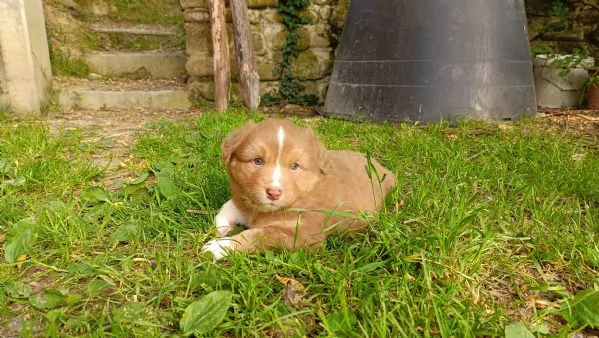 Cuccioli Pastore Australiano con pedigree  | Foto 0