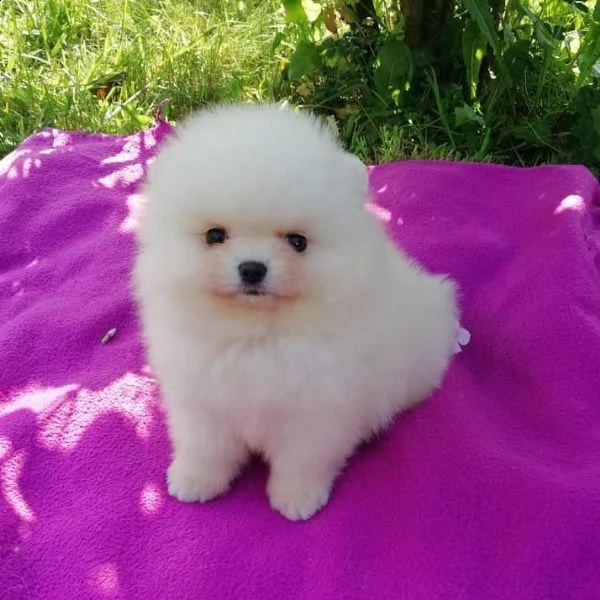 cuccioli di pomerania per l'adozione