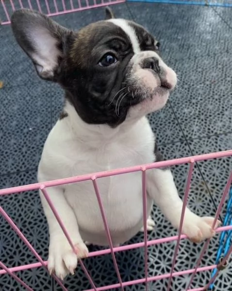  cuccioli di bouledogue francese  cuccioli di bulldog francese nati il 18 ottobre 3 femmine e 1 masc