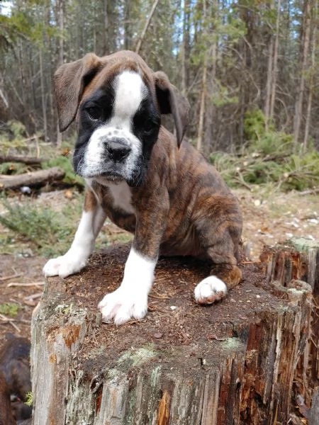  boxer cuccioli introvabili cuccioli di boxer intelligenti e dolcissimi attaccati al padrone cucciol