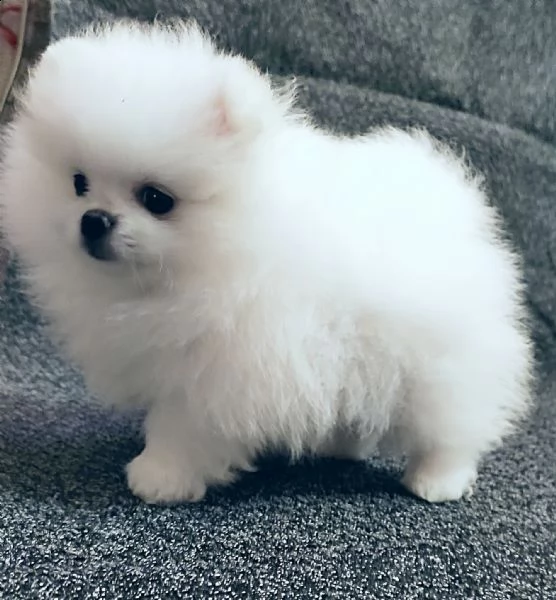 spitz di pomerania nano/bianco