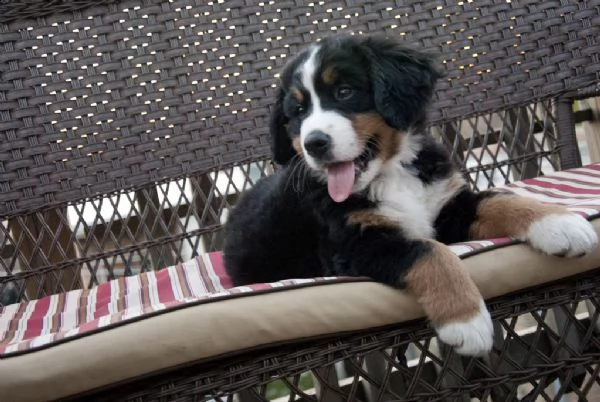 disponibili cuccioli di bovaaro del bernese | Foto 2