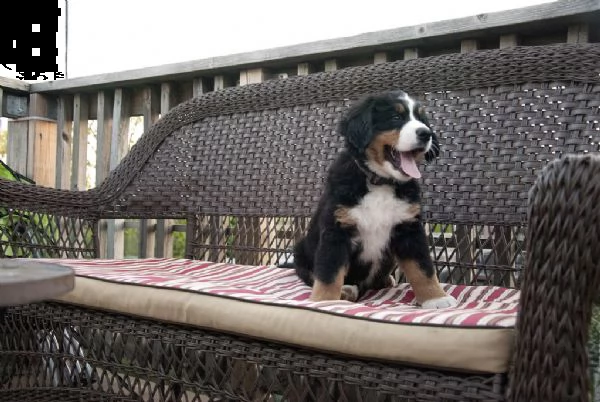 disponibili cuccioli di bovaaro del bernese | Foto 0