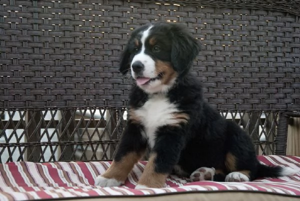 disponibili cuccioli di bovaaro del bernese