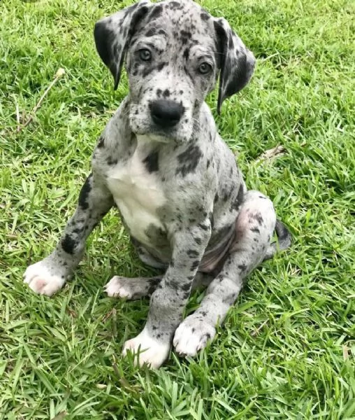 regalo adorabili cuccioli alano femminucce e maschietti disponibili