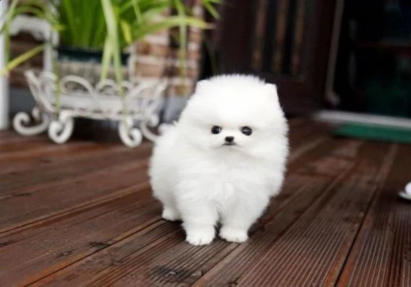 bellissimi cuccioli di pomeranian | Foto 1