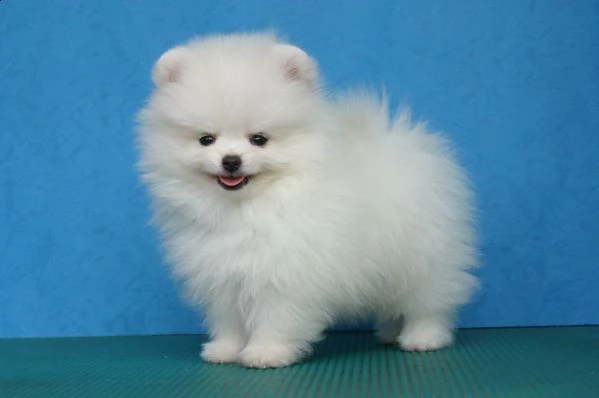 bellissimi cuccioli di pomeranian