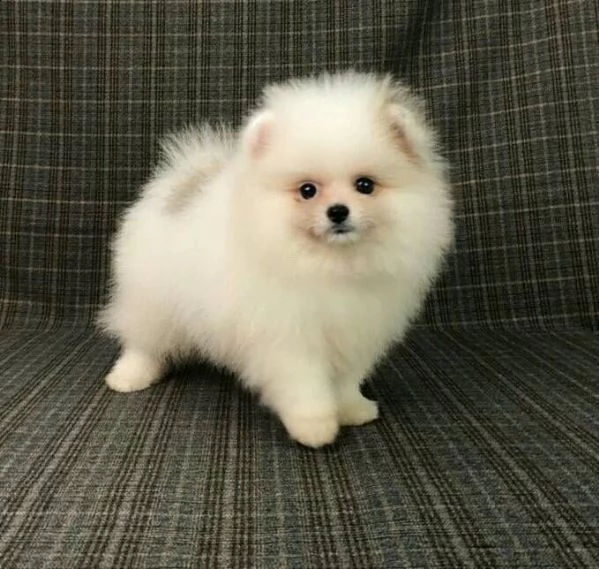 bellissimi cuccioli di pomeranian | Foto 0