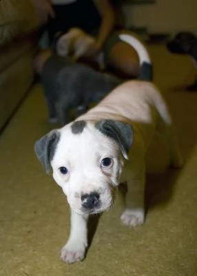 disponibili cuccioli di american staffordshire terrier | Foto 0