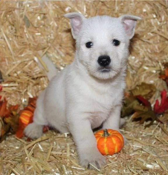  regalo adorabili cuccioli  west highland terrier bianco  femminucce e maschietti