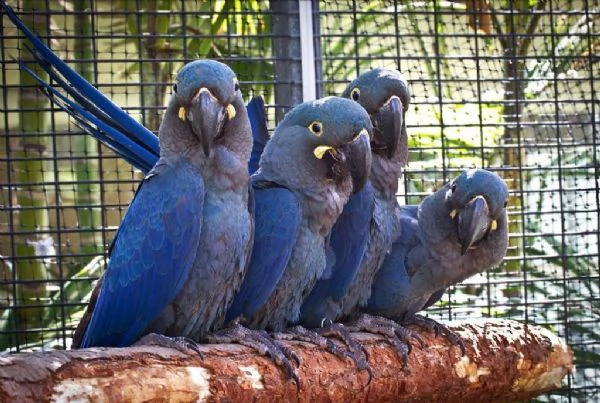 cacatua delle palme nere, ara di lear. | Foto 0