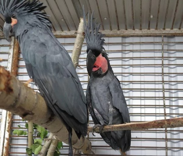 cacatua delle palme nere, ara di lear.