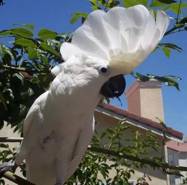 cacatua dagli occhi neri, cacatua dagli occhi azzurri | Foto 0