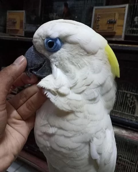 cacatua dagli occhi neri, cacatua dagli occhi azzurri