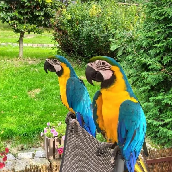 caaaa  catua dagli occhi neri, cacatua dagli occhi azzurri | Foto 0