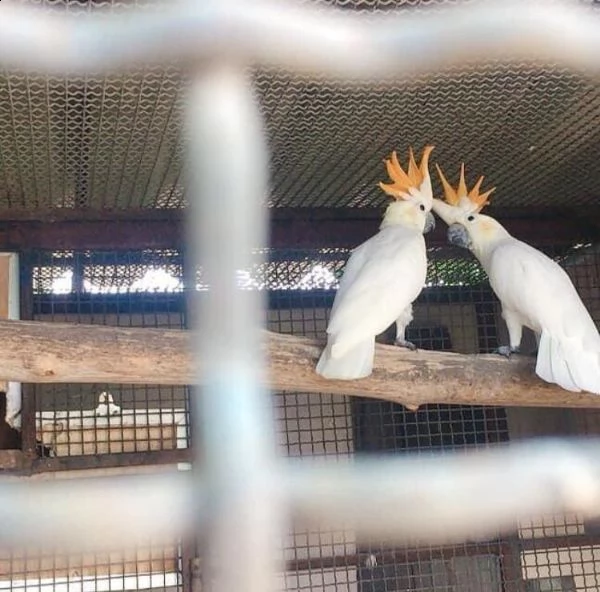 aab   catua dagli occhi neri, cacatua dagli occhi azzurri | Foto 0