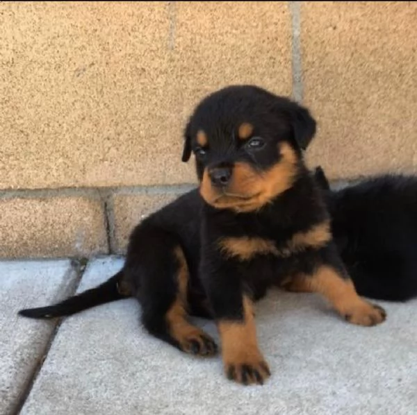 regalo cuccioli di rottweiler 1 femmine e un maschietto.