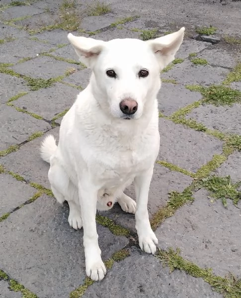 cagnolino in adozione 