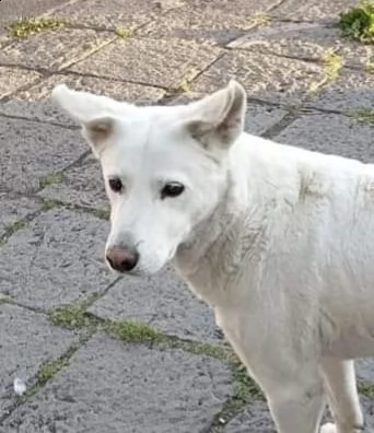 cagnolino in adozione  | Foto 2