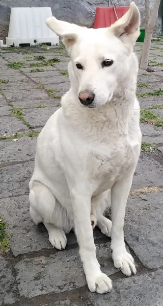 cagnolino in adozione  | Foto 1