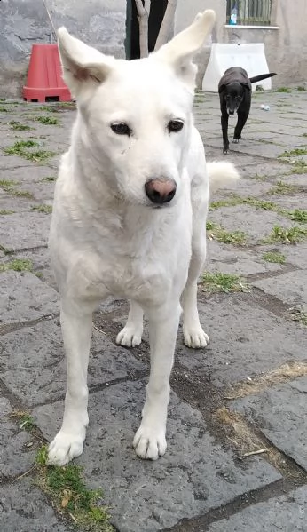 cagnolino in adozione  | Foto 0