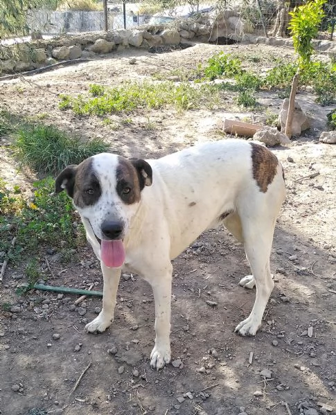 Cagnolino in regalo  | Foto 4