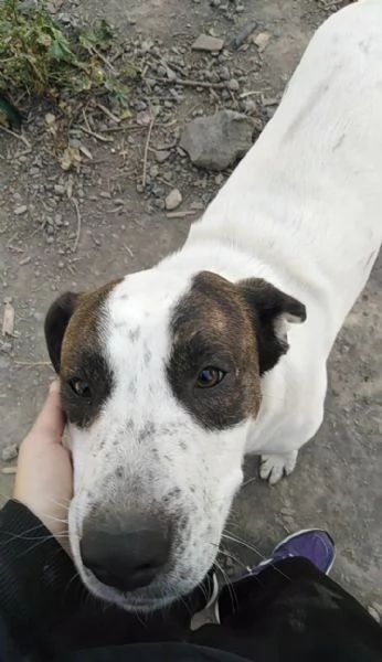 Cagnolino in regalo 