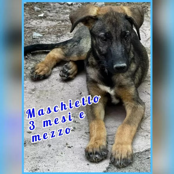 Cuccioli in Adozione  | Foto 2