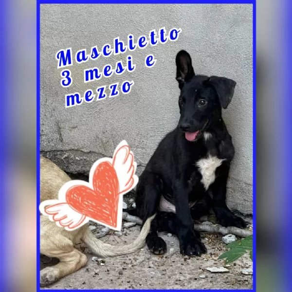 Cuccioli in Adozione  | Foto 1