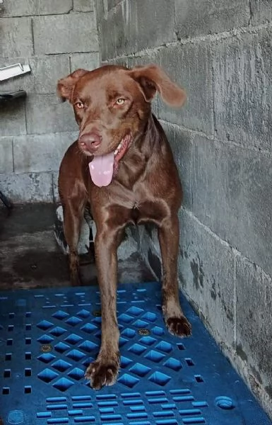 Cagnolino in Adozione 