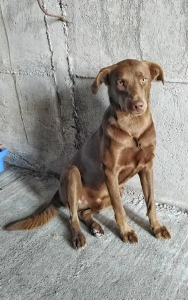 Cagnolino in Adozione 