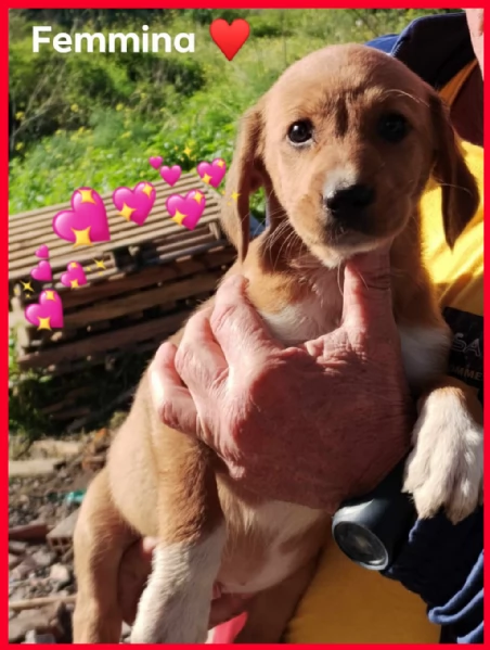 Cuccioli in Adozione  | Foto 4