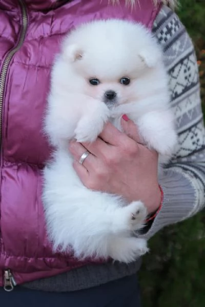 spitz pomerania toy di 3 mesi | Foto 0