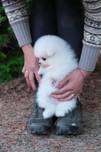 spitz pomerania toy di 3 mesi