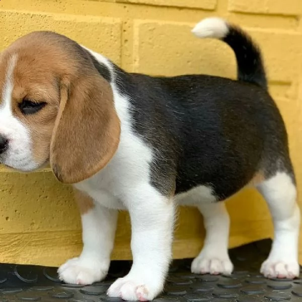 regalo beagle cuccioli meravigliosi ! 