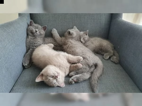 cuccioli british shorthair