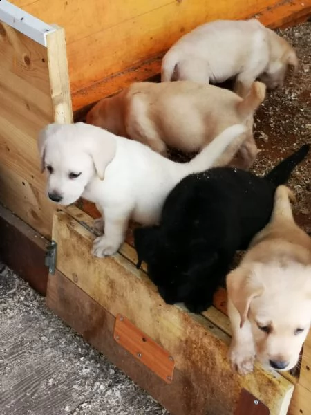 regalo cucciolata di labrador retriever