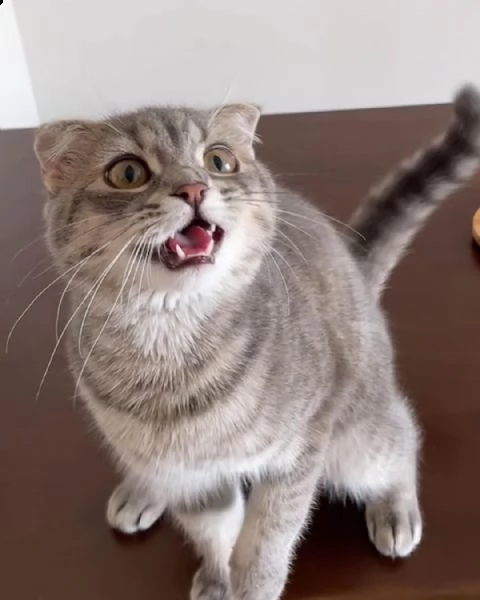 adorabile gattino scottish fold ben addestrato