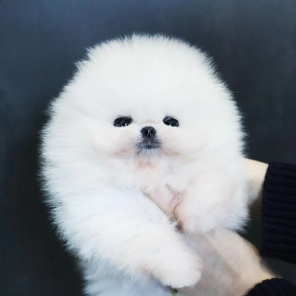 cuccioli di pomerania ora in adozione