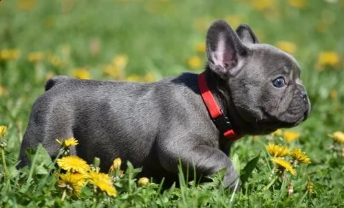 cuccioli di bulldog francese maschio e femmina di 90 giorni | Foto 0