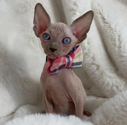 i gattini sphynx sono pronti per la prenotazione. | Foto 2