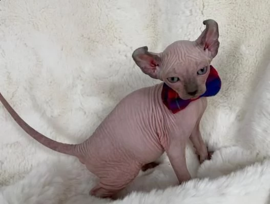 i gattini sphynx sono pronti per la prenotazione. | Foto 1