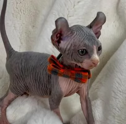 i gattini sphynx sono pronti per la prenotazione. | Foto 0