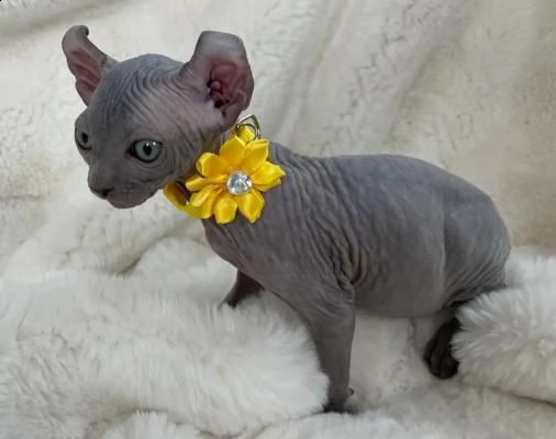 i gattini sphynx sono pronti per la prenotazione.