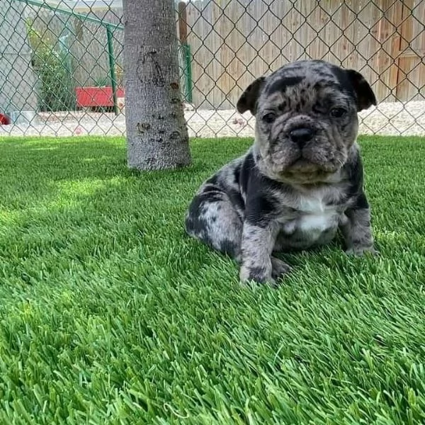 regalo bulldog inglese cuccioli con pedigree