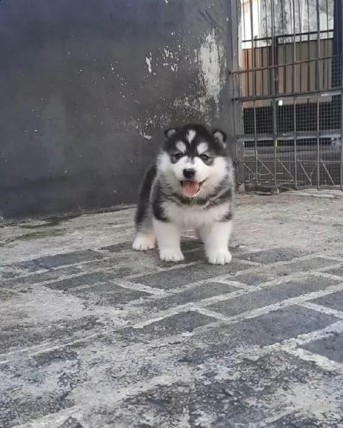 abbiamo disponibili cuccioli di siberian husky maschi e femmine. i